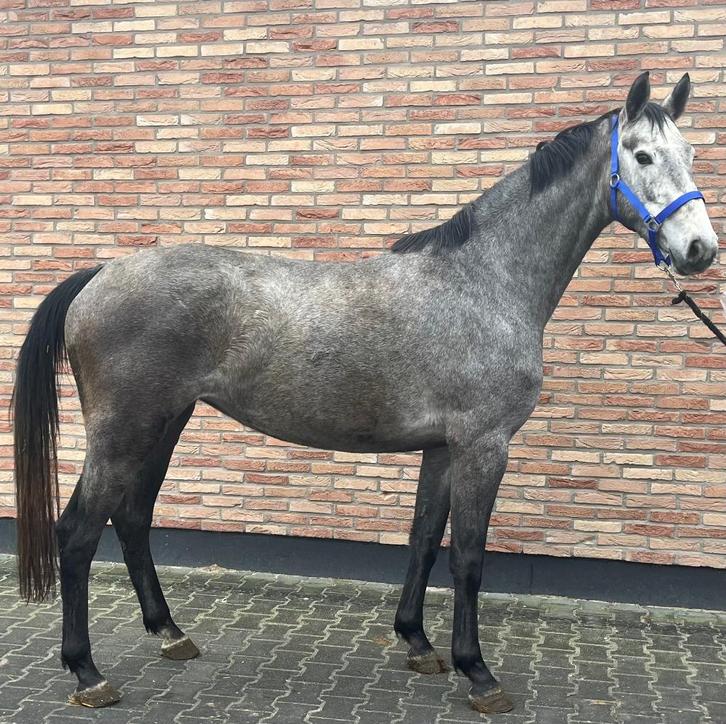 Mooie 3,5 jarige springmerrie!, Dieren en Toebehoren, Paarden, Merrie, Onbeleerd, 160 tot 165 cm, 3 tot 6 jaar, Springpaard