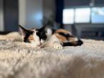 Mooie lieve lapjes poes, Dieren en Toebehoren, Katten en Kittens | Overige Katten, Poes