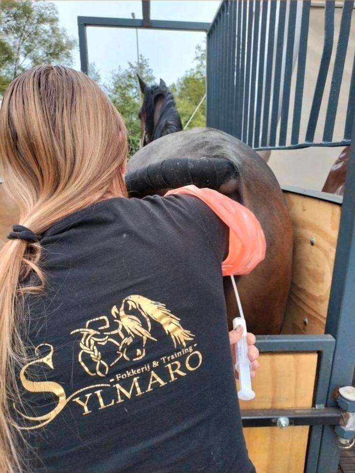 Dekstation | K.I Service | Merriebegeleiding.Nog boxen vrij!, Dieren en Toebehoren, Stalling en Weidegang