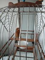 Roodmus Tekoop, Dieren en Toebehoren, Mannelijk, Tam