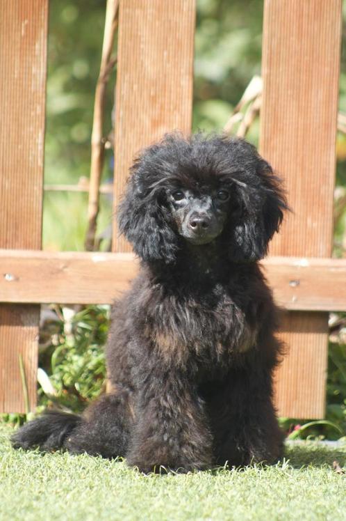 Prachtig phantom toy poedel teefje ( black en tan ) 🩷🩷, Dieren en Toebehoren, Honden | Chihuahua's en Gezelschapshonden, Teef