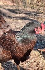 Kuikens te koop barbevelder en australorp, Dieren en Toebehoren, Pluimvee, Meerdere dieren, Kip