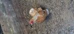 Cochin kriel okerwit gepareld, Dieren en Toebehoren, Pluimvee, Vrouwelijk, Kip