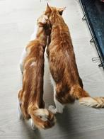 2 zachtaardige lieve katerjtes, 15 mnd. gecastr/chip/ingeent, Dieren en Toebehoren, Katten en Kittens | Overige Katten, Kater