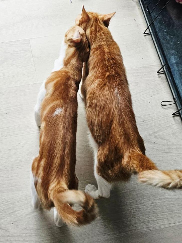 2 zachtaardige lieve katerjtes, 15 mnd. gecastr/chip/ingeent, Dieren en Toebehoren, Katten en Kittens | Overige Katten, Kortharig
