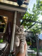 Kater te koop  Scottish vold kruising, Dieren en Toebehoren, Katten en Kittens | Raskatten | Korthaar, Kater