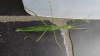 Necrosciinae sp. "Xuan Lien" (flat wings, ontdekt in 2024), Wandelende tak