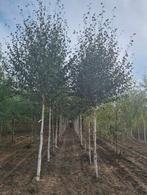 Betula berkenbomen in verschillende soorten en maten!, Ophalen of Verzenden, Volle zon, Overige soorten