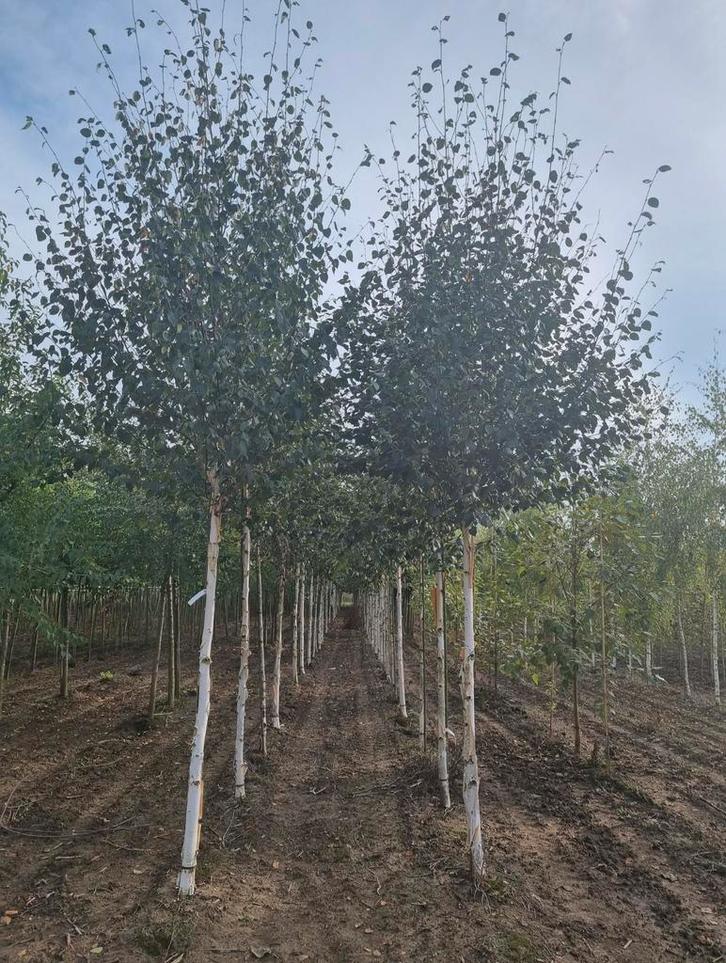 Betula berkenbomen in verschillende soorten en maten!, Tuin en Terras, Planten | Bomen, Overige soorten, Volle zon, Ophalen of Verzenden