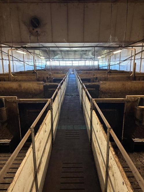 Vleesvarkens inrichting brijvoer [533], Dieren en Toebehoren, Stalling en Weidegang