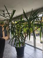 Yucca Plant incl. Pot - Mooie kamerplant!, Ophalen, Halfschaduw, Minder dan 100 cm