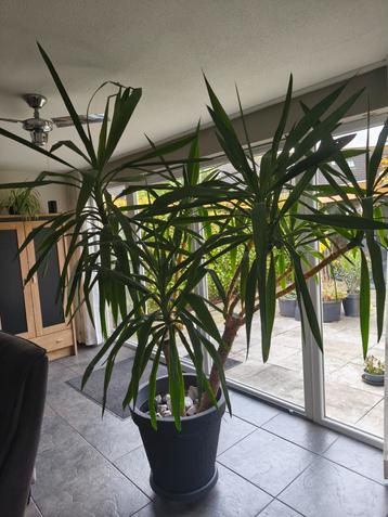 Yucca Plant incl. Pot - Mooie kamerplant! beschikbaar voor biedingen