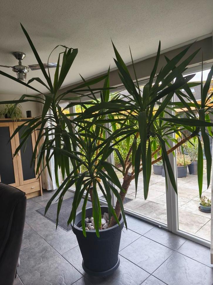 Yucca Plant incl. Pot - Mooie kamerplant!, Huis en Inrichting, Kamerplanten, Minder dan 100 cm, Halfschaduw, Ophalen