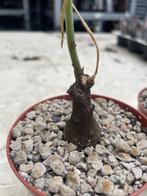 Caudex Euphorbia Dilobadena Herkomst Tanzania, Overige soorten, In pot, Minder dan 100 cm, Bloeiende kamerplant