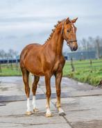 Mooie grote  Gelderse tuiger net beleerd + stamboom, Dieren en Toebehoren, Paarden, Gechipt, Ruin, Zadelmak, Tuigpaard