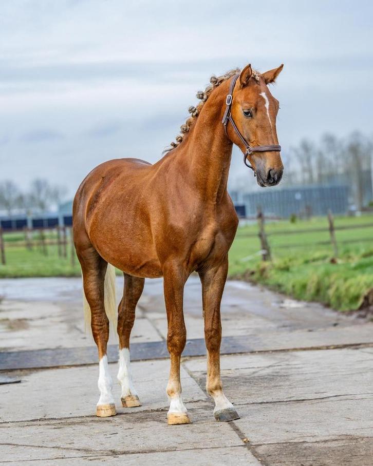 Mooie grote  Gelderse tuiger net beleerd + stamboom, Dieren en Toebehoren, Paarden, Ruin, Zadelmak, 170 tot 175 cm, 3 tot 6 jaar