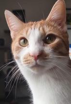 Katertje (1,5j) zoekt zijn gouden mandje, Dieren en Toebehoren, Katten en Kittens | Overige Katten, Kater, Kortharig, 0 tot 2 jaar