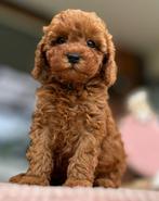 Maltipoo pups Maltezer x toy poedel zoeken warm mandje, Dieren en Toebehoren, Particulier, Meerdere, 8 tot 15 weken, Meerdere dieren
