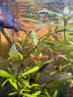 Guppy’s en Platys, Dieren en Toebehoren, Vissen | Aquariumvissen, Zoetwatervis, Vis