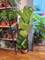 Ficus Lyrata (tabaksplant), Huis en Inrichting, Overige soorten, In pot, Minder dan 100 cm, Groene kamerplant
