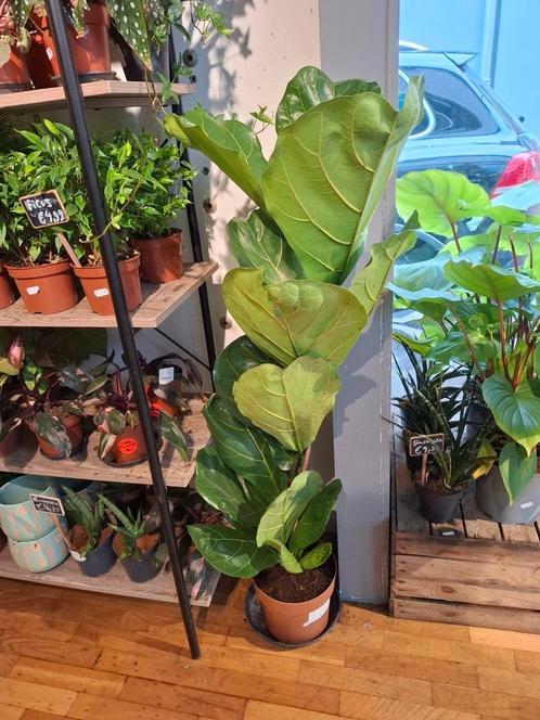 Ficus Lyrata (tabaksplant), Huis en Inrichting, Kamerplanten, Overige soorten, Minder dan 100 cm, Groene kamerplant, Halfschaduw