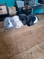 Mini lop konijntjes