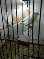 Kanaries sateniet en oranje, Meerdere dieren, Kleurkanarie