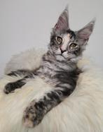 Prachtige maine coon kittens met stamboom!, Dieren en Toebehoren, Katten en Kittens | Raskatten | Langhaar, Poes, Gechipt, 0 tot 2 jaar