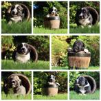 Border Collie x (Australische) herder pups -van de boerderij, Dieren en Toebehoren, Overige rassen, 8 tot 15 weken, CDV (hondenziekte)