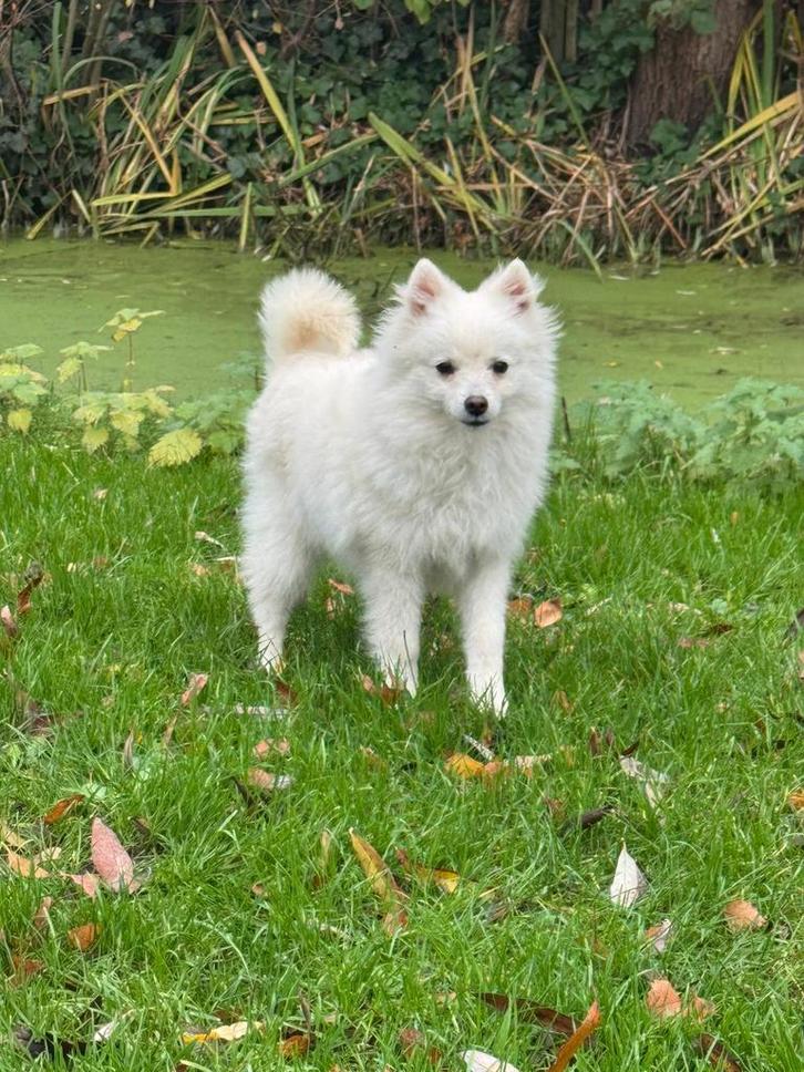 Pomeriaan, Dieren en Toebehoren, Honden | Niet-rashonden, Klein, Reu, Particulier, Meerdere, Nederland, 8 tot 15 weken, CDV (hondenziekte)