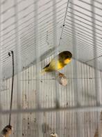 Yorkisher, Dieren en Toebehoren, Mannelijk