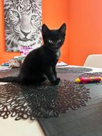 Black cute cat a boy, Dieren en Toebehoren, Katten en Kittens | Overige Katten, Kater