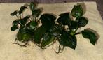 Grote Anubias aquarium plant +- 30 cm, Ophalen, Nieuw, Plant(en), Steen of Hout