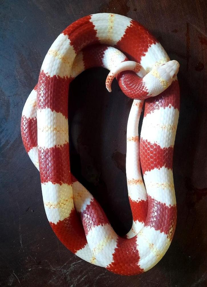 Koppel volwassen Lampropeltis Nelsoni Albino
