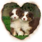 Te koop: Prachtige raszuivere Australian Shepherd pups, Overige rassen, 8 tot 15 weken, CDV (hondenziekte), Meerdere