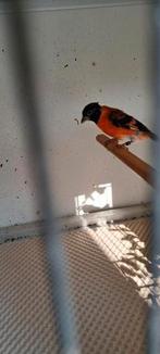 Kapoetsijs man, Meerdere dieren, Geringd