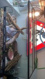 Groot Terrarium met lesser balpython (man), Dieren en Toebehoren, Ophalen, Zo goed als nieuw