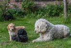 Labradoodle F4 pups, Dieren en Toebehoren, Honden | Retrievers, Spaniëls en Waterhonden, Overige rassen, CDV (hondenziekte), 8 tot 15 weken