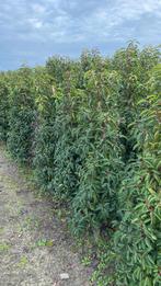 Portugese Laurier, Ophalen of Verzenden, Laurier, 100 tot 250 cm