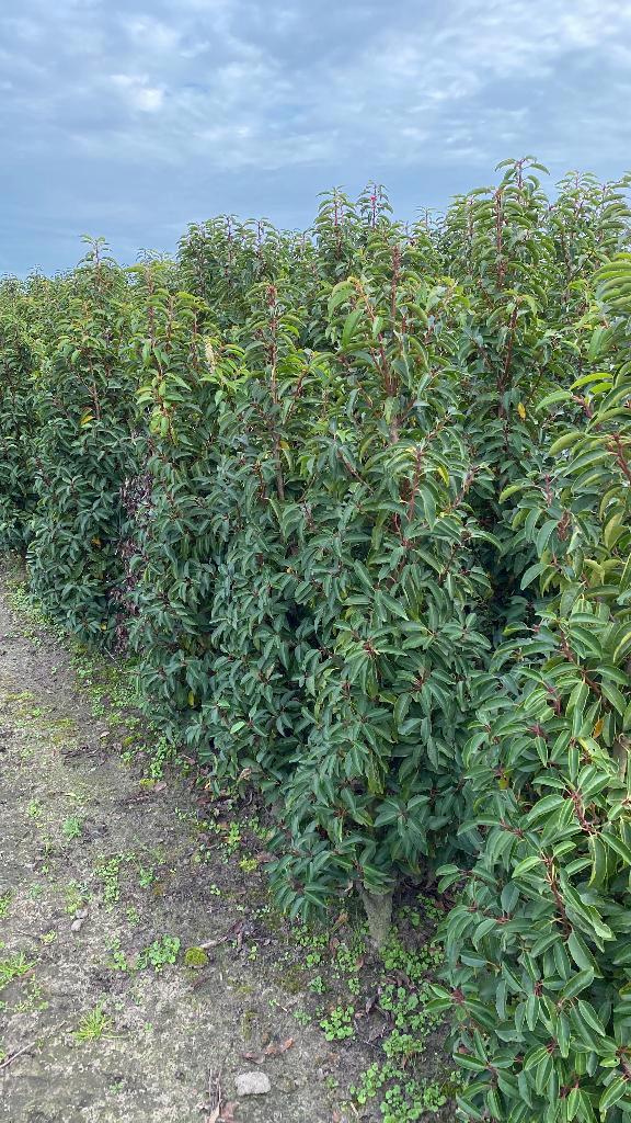 Portugese Laurier, Tuin en Terras, Planten | Struiken en Hagen, Laurier, 100 tot 250 cm, Ophalen of Verzenden