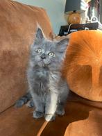 Rasechte Maincoon kittens, Dieren en Toebehoren, Meerdere dieren, Gechipt, 0 tot 2 jaar