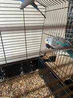 Koppel grasparkiet blackface en split voor blackwing, Meerdere dieren, Parkiet