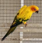 Zonparkiet poppen, Vrouwelijk, Tropenvogel, Geringd