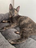 Lieve Europese Korthaar poes (grijs/beige)zoekt nieuw huisje, Dieren en Toebehoren, Poes