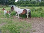 Lieve diverse paarden en veulen te koop, Dieren en Toebehoren, Paarden, Meerdere dieren, Minder dan 160 cm, 0 tot 2 jaar