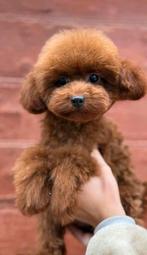 Mini Toy poedle, Dieren en Toebehoren, Honden | Chihuahua's en Gezelschapshonden, Poedel, Particulier, Rabiës (hondsdolheid), 15 weken tot 1 jaar