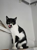 Lieve poes Loulou, 0 tot 2 jaar