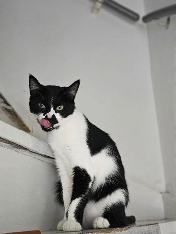 Lieve poes Loulou beschikbaar voor biedingen