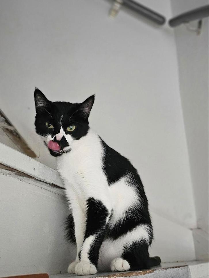 Lieve poes Loulou, Dieren en Toebehoren, Katten en Kittens | Dekkaters, 0 tot 2 jaar