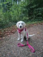 REACTIE STOP! Golden Retriever pup 5 maanden, Dieren en Toebehoren, Golden retriever, Rabiës (hondsdolheid), 15 weken tot 1 jaar